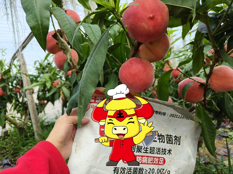 桃树种植-河北桃树