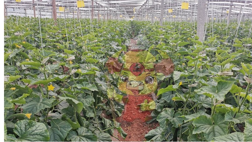 黄瓜施什么肥料最好，何大哥推荐土大厨
