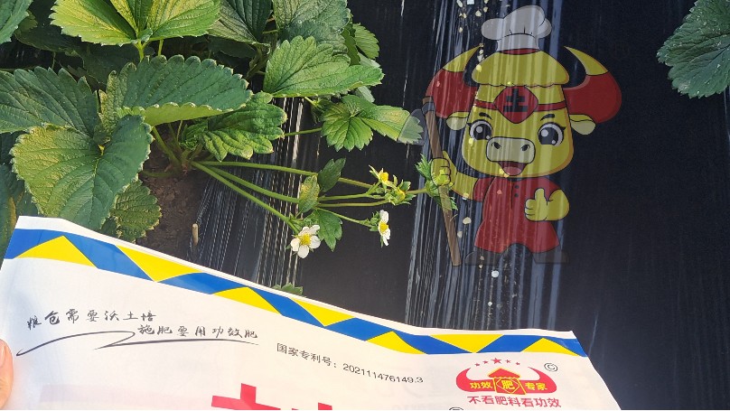 叶面肥的选择？