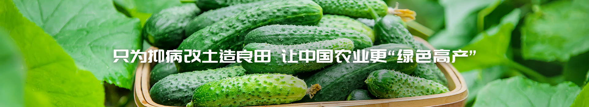 土大厨功效肥