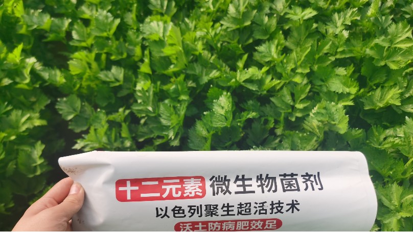 种植芹菜易发生的病害，你都了解吗？