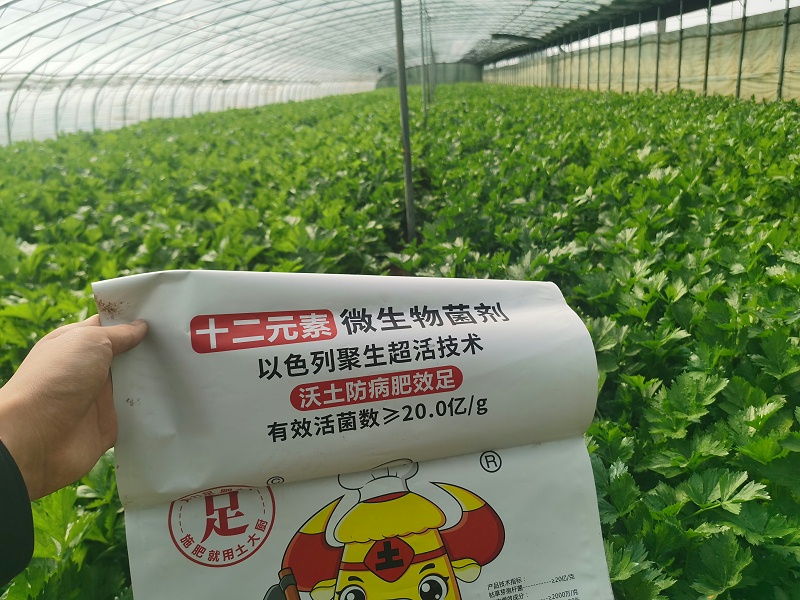 种植芹菜-土大厨山西