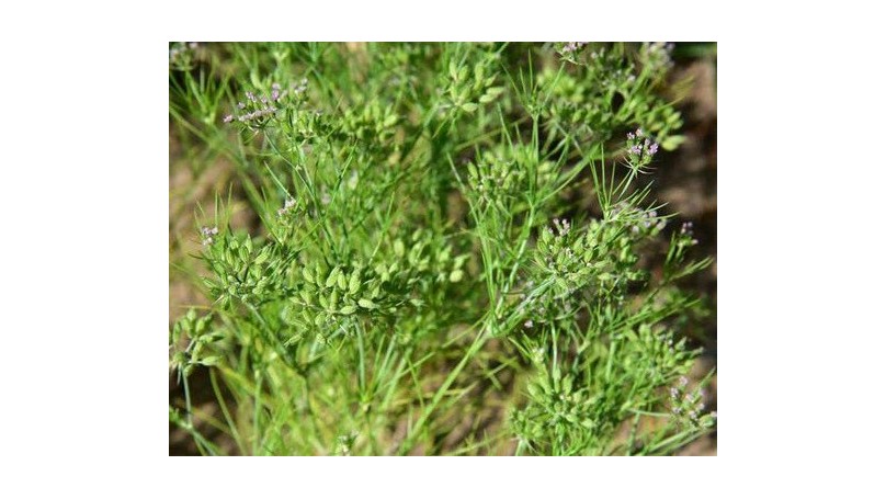 新疆孜然种植与肥水管理