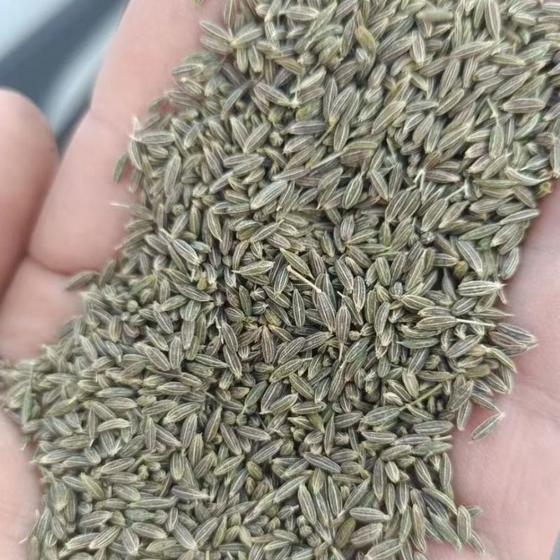 新疆孜然种植1