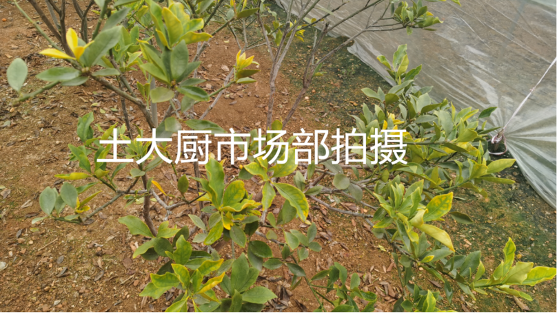 土壤酸化导致脆蜜金桔黄化怎么办？