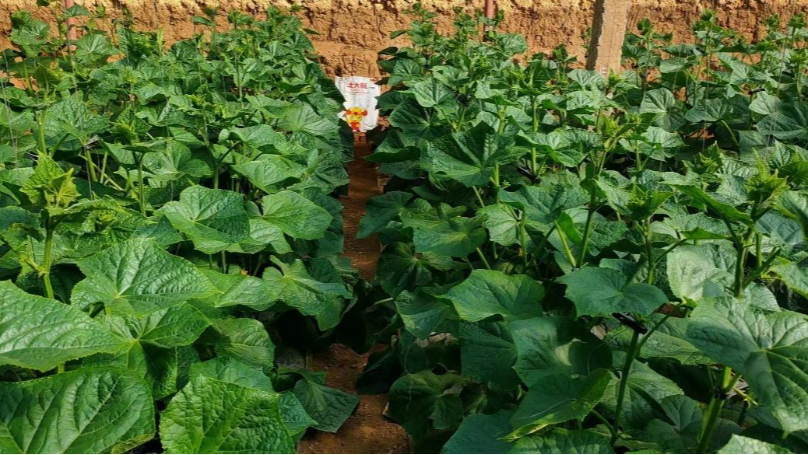 大棚蔬菜种植用什么肥料好？土大厨解答