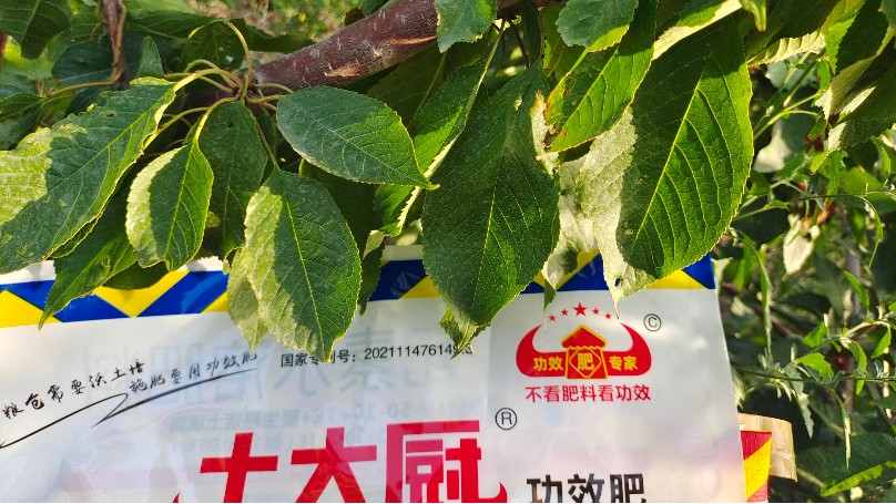 樱桃树施什么肥？如何施肥产量高？