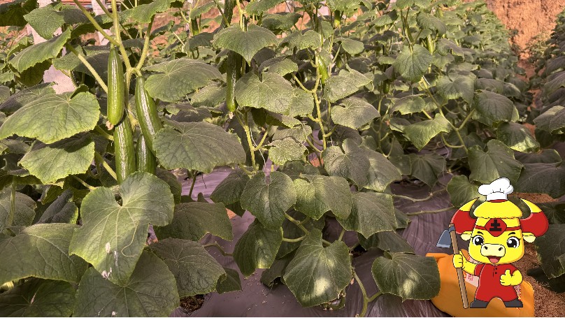 微生物菌剂-青岛黄瓜