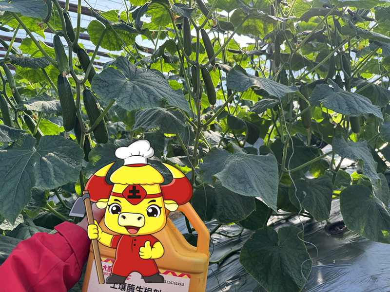 微生物菌剂-黄瓜叶片