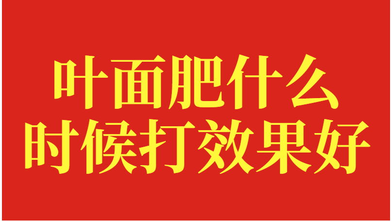 叶面肥什么时候打效果好，经销商随总这样说