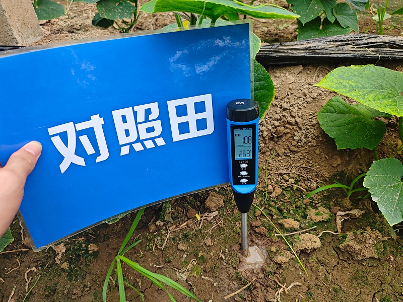 黄瓜种植-山东