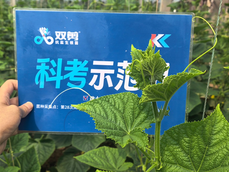 黄瓜种植-莘县