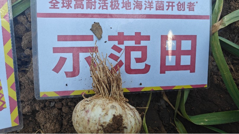 大蒜重茬根腐：经销商如何用菌剂破解困境？