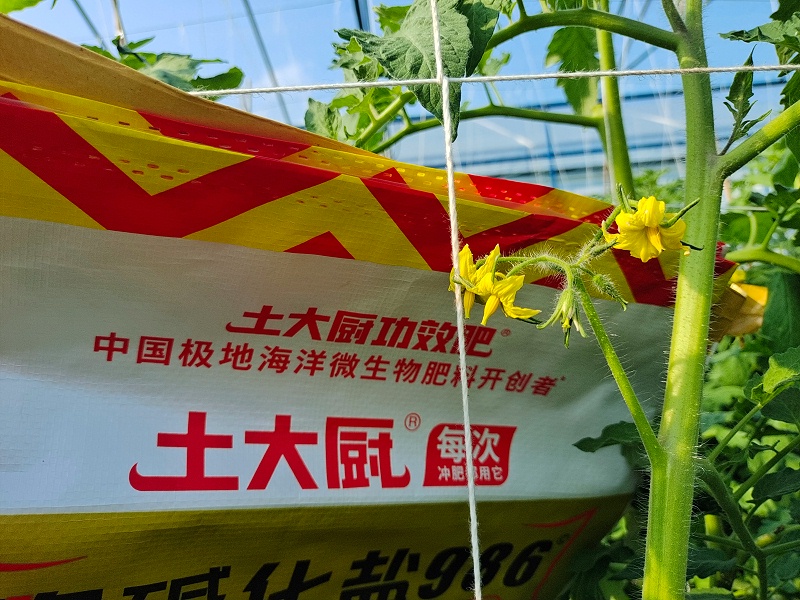 西红柿结果后需要施什么肥料-四川