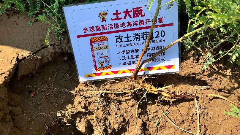 怕黄芪盐害死棵，就用改土消茬120
