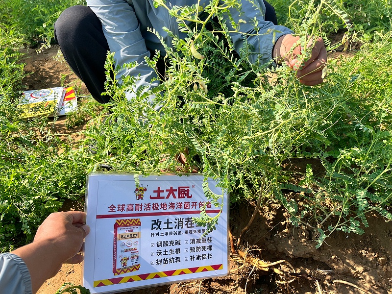 黄芪种植-内蒙 (3)