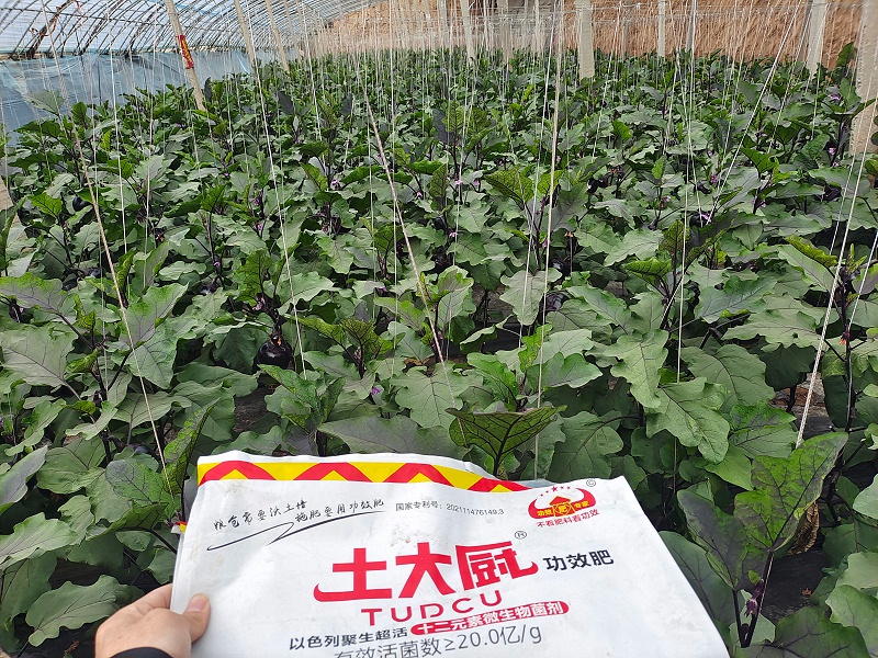 微生物菌剂—土大厨河北茄子