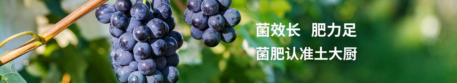 功效复合肥