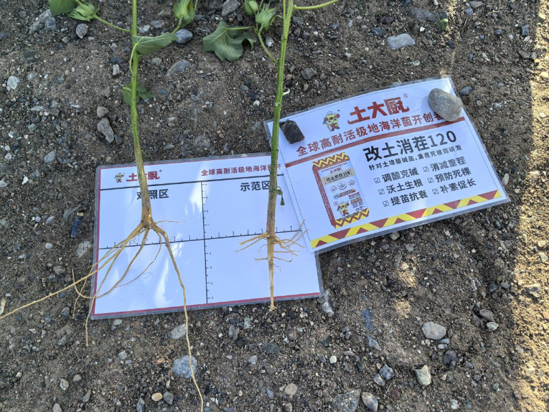 新疆棉花种植-土大厨 (2)