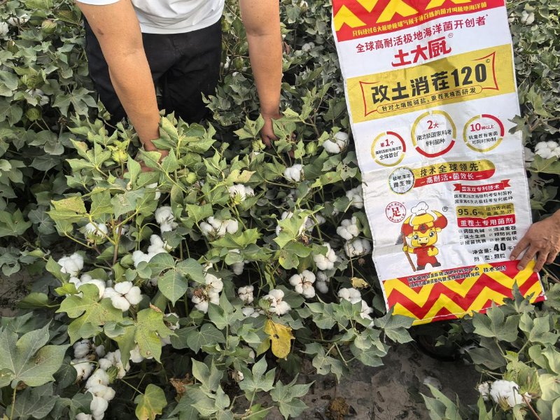 新疆棉花种植-土大厨