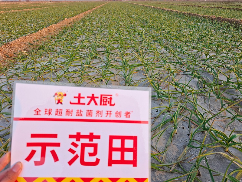 大蒜种植-河南开封 (2)