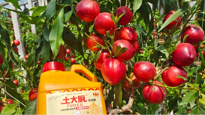 大棚油桃施肥管理