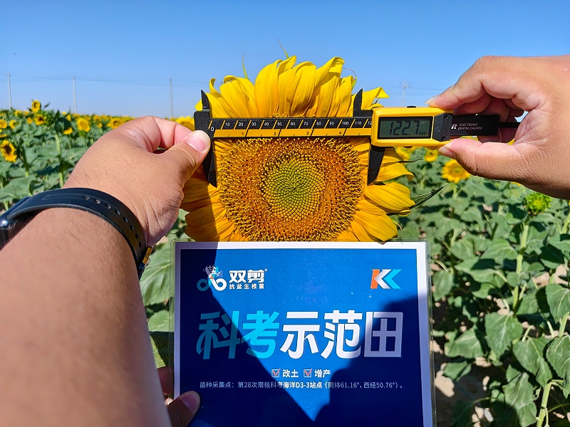 葵花种植-土大厨