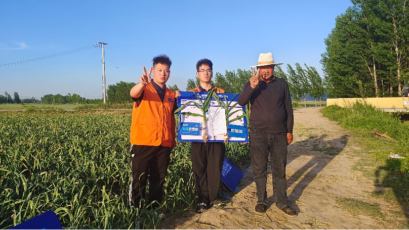 大蒜四月份管理要点，护根保叶防早衰