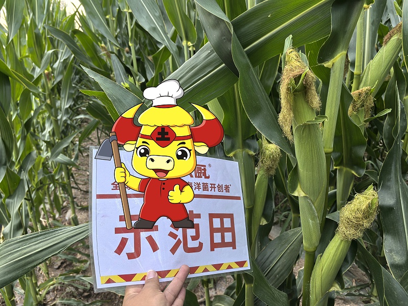 新疆玉米用土大厨