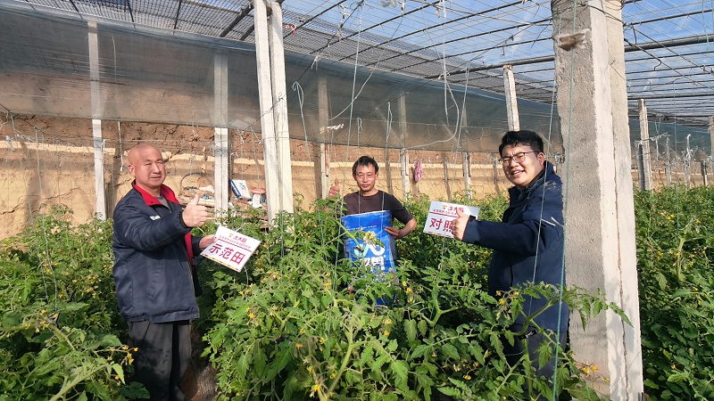 山东莘县番茄用土大厨