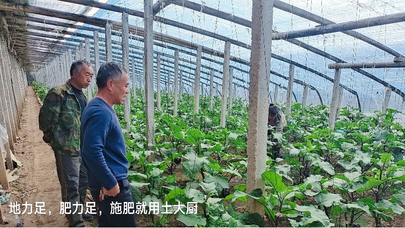 土大厨功效肥使用效果案例，邀您见证！