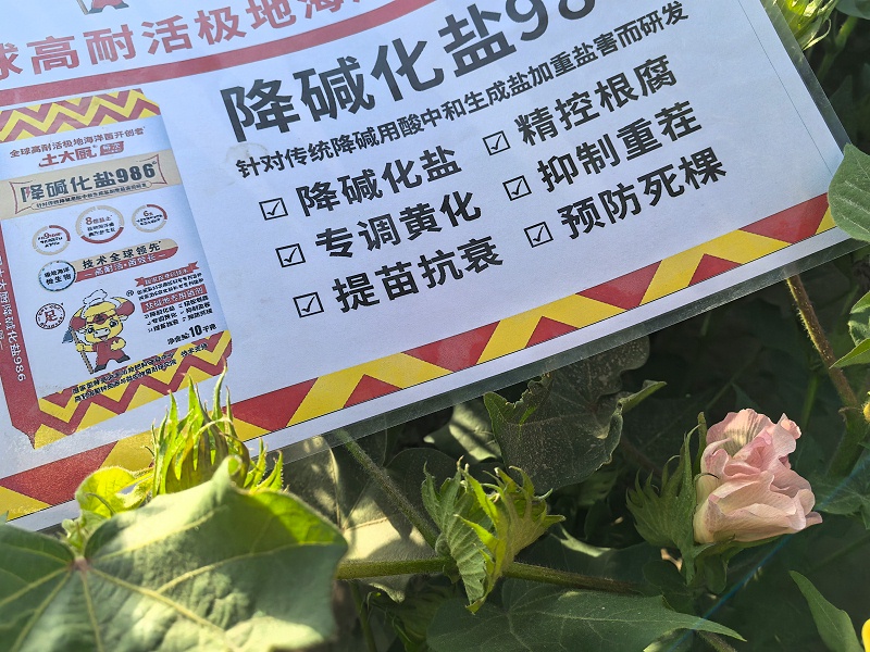 棉花初花期-新疆田总棉花