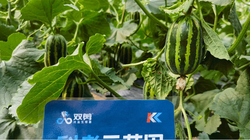 从“十五五”生物制造战略看微生物肥料的未来与土大厨的破局之路