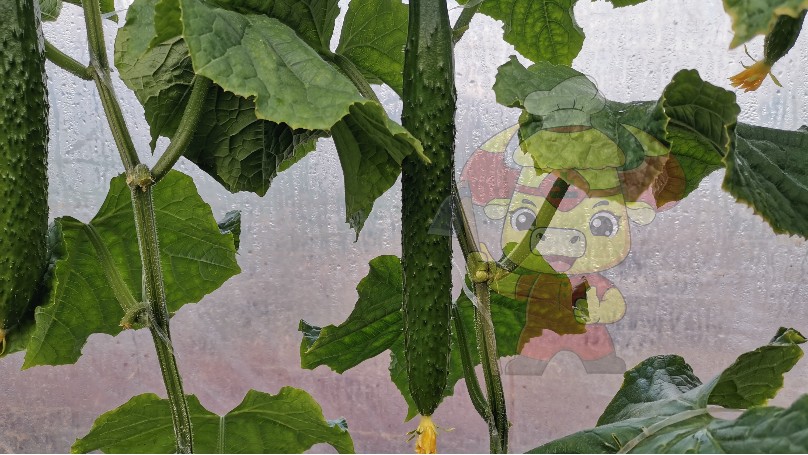 微生物菌剂如何选？土大厨功效肥有话说