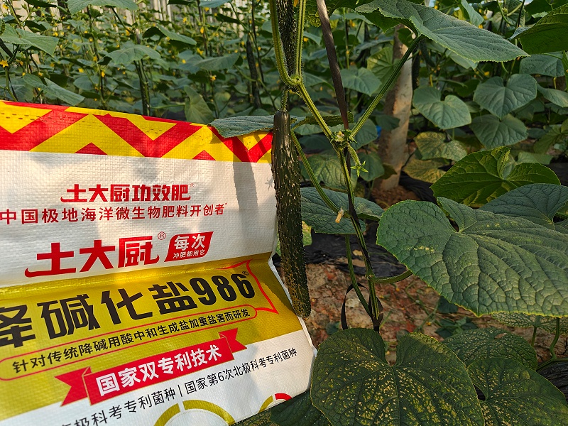 盐碱地改良-土大厨黄瓜