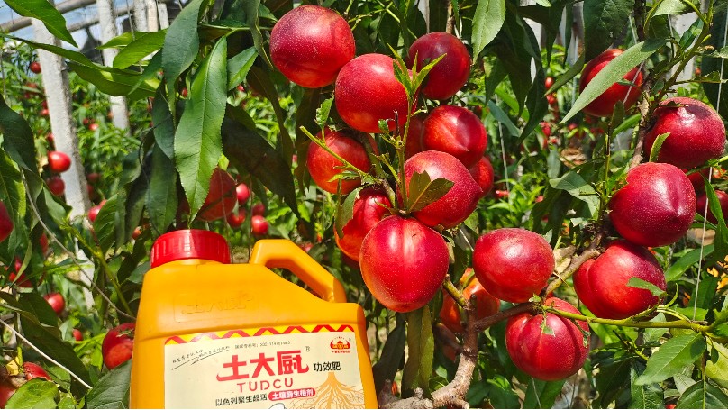 桃树施什么肥料？高产技巧