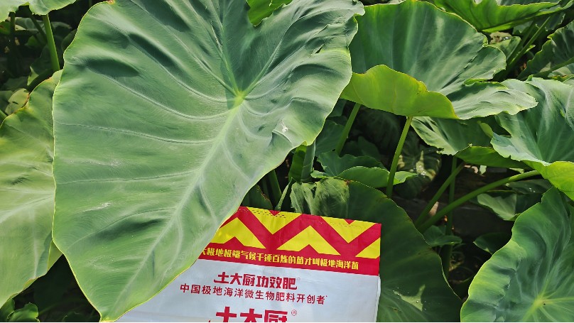 芋头盐害死棵用土大厨