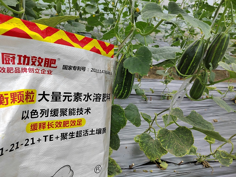 甜瓜用什么肥料更甜-山东甜瓜