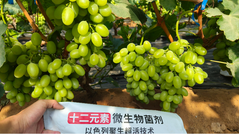 微生物菌肥的作用与使用方法