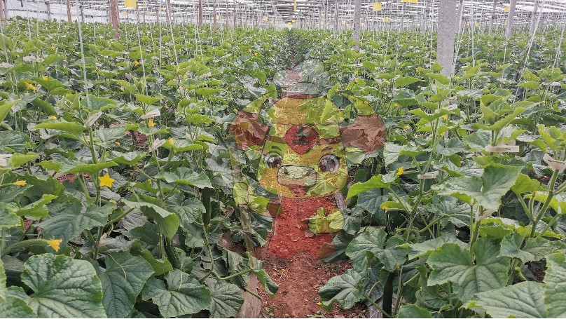 生根剂千万别选激素的