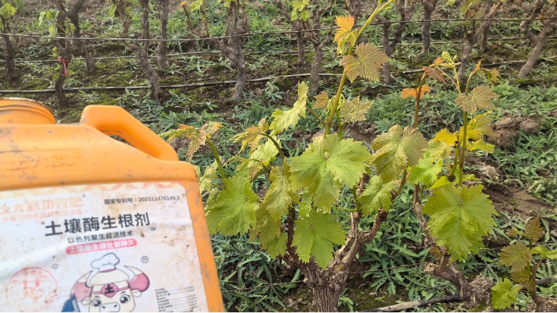 果树施肥—土大厨宁夏葡萄