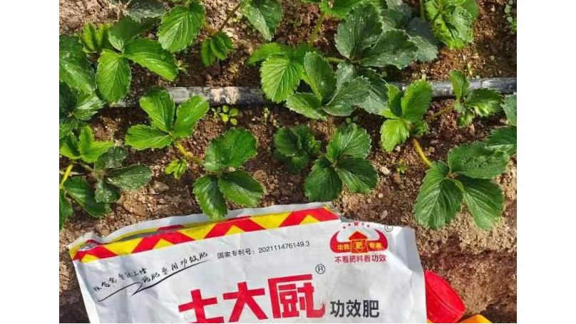 草莓施肥-刘老板草莓苗