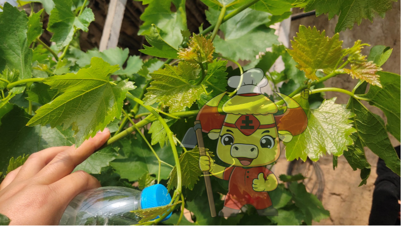 葡萄幼果膨大，做好这几点产量翻倍！