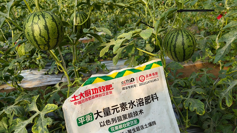 大量元素水溶肥—山东礼品小西瓜