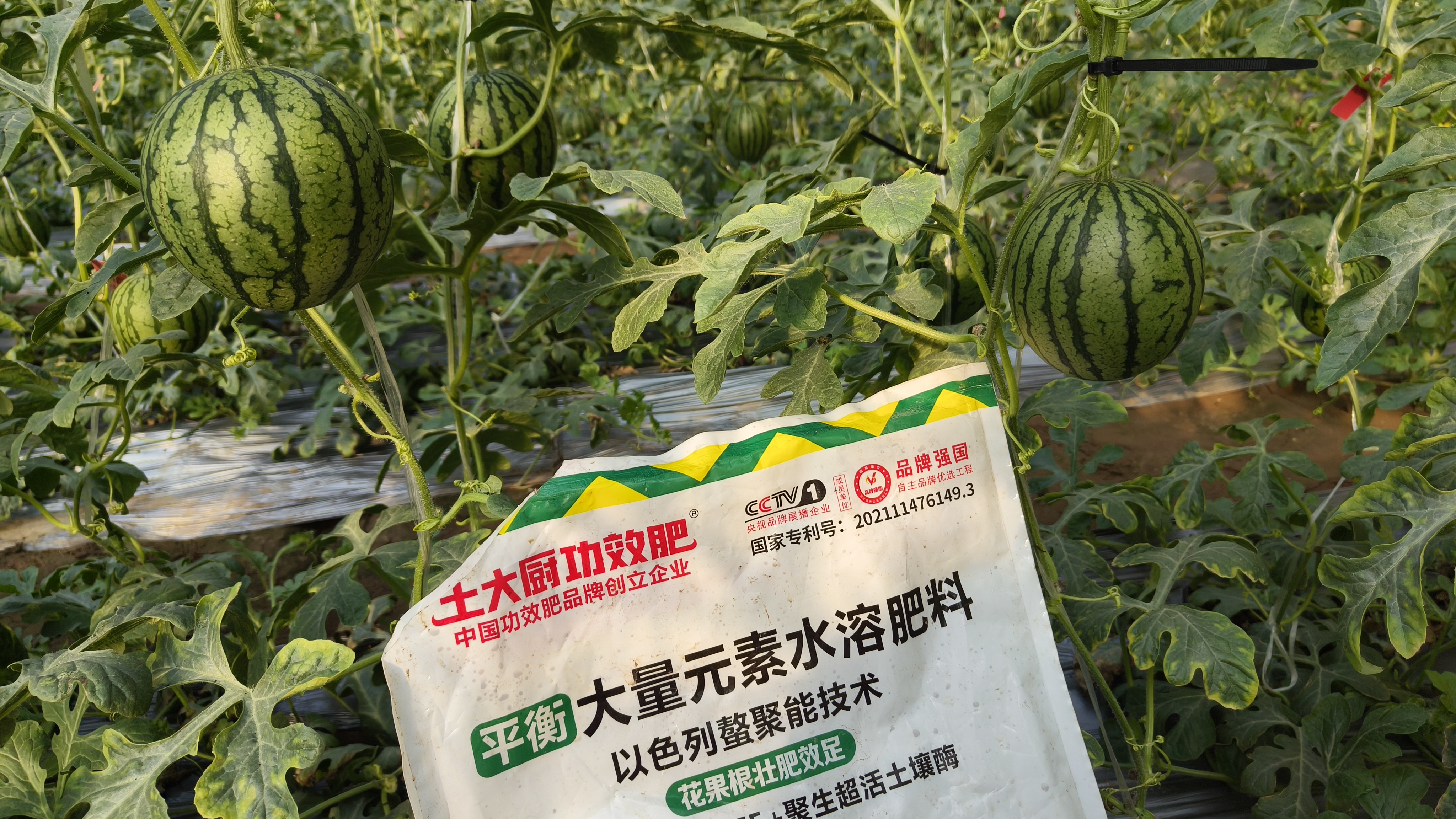 大量元素水溶肥如何选择？