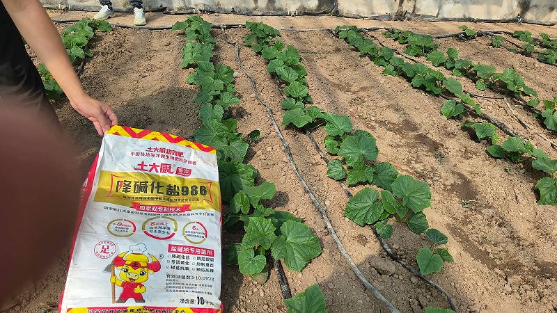 黄瓜种植-山东黄瓜 (1) 黄瓜种植-山东黄瓜 (1)