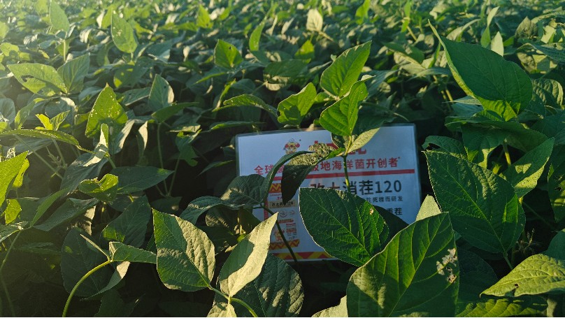 大豆重茬死棵烂根不用愁，土大厨改土消茬120来解忧