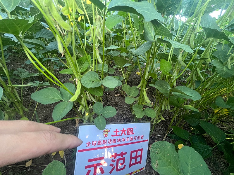 大豆施肥-安徽大豆 大豆施肥-安徽大豆