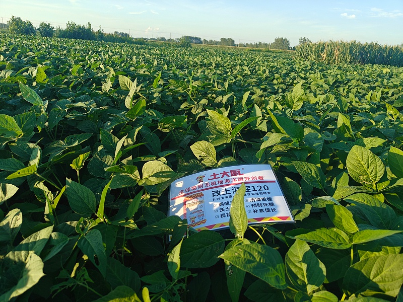 大豆施肥-安徽大豆 (2) 大豆施肥-安徽大豆 (2)