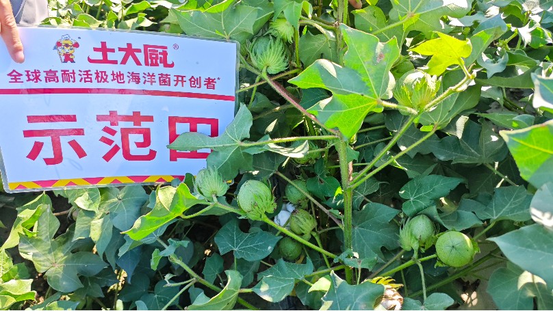 棉花种植-新疆棉花 (1)